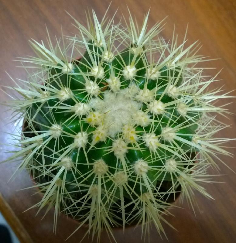 Echinocactus_Grusoni_-_ott.2014.jpg